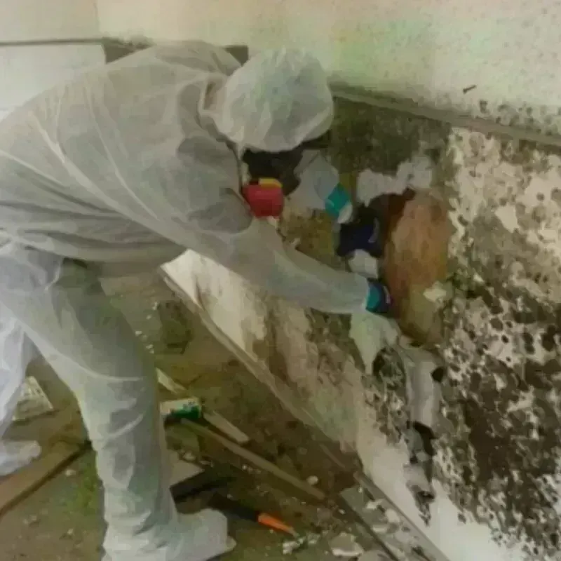 Mold Remediation and Removal in Tarboro, NC